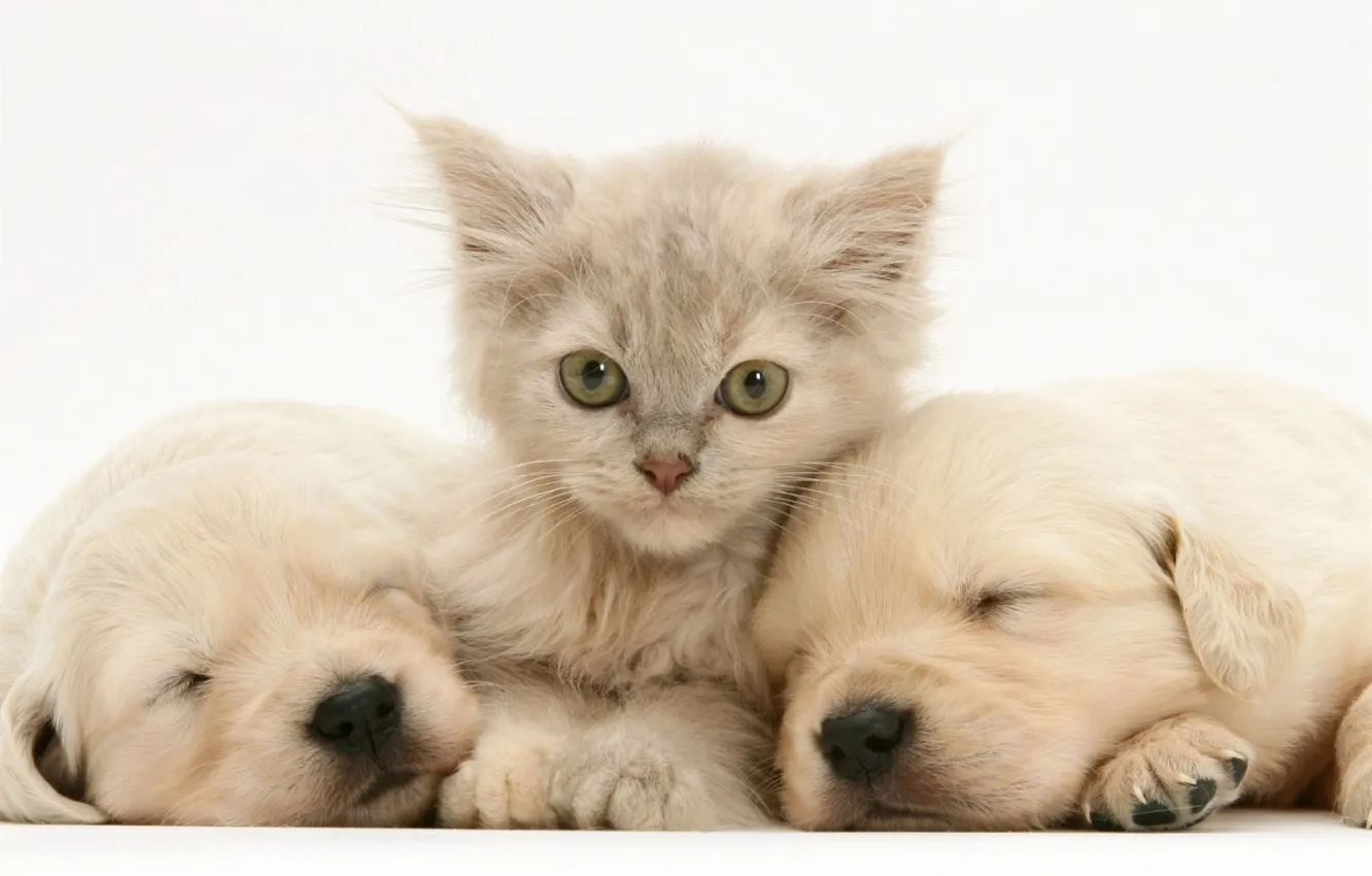 Фото обои щенки, лабрадор, котенк