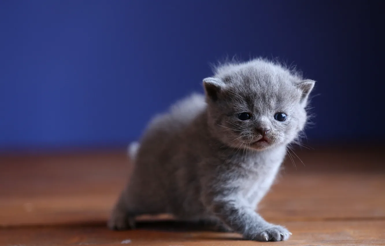 Фото обои малыш, мордочка, котёнок, синий фон, британский