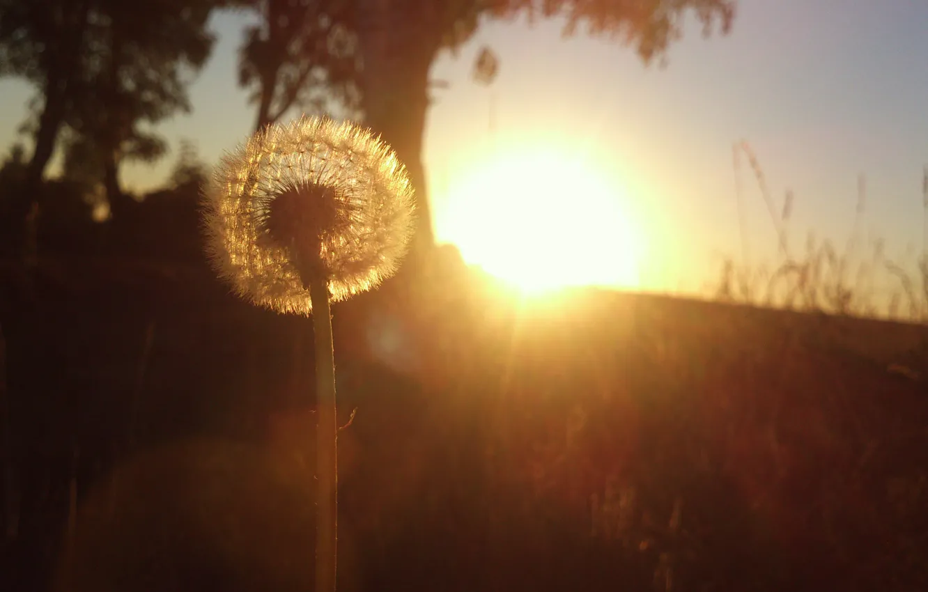 Фото обои макро, flower, sun set
