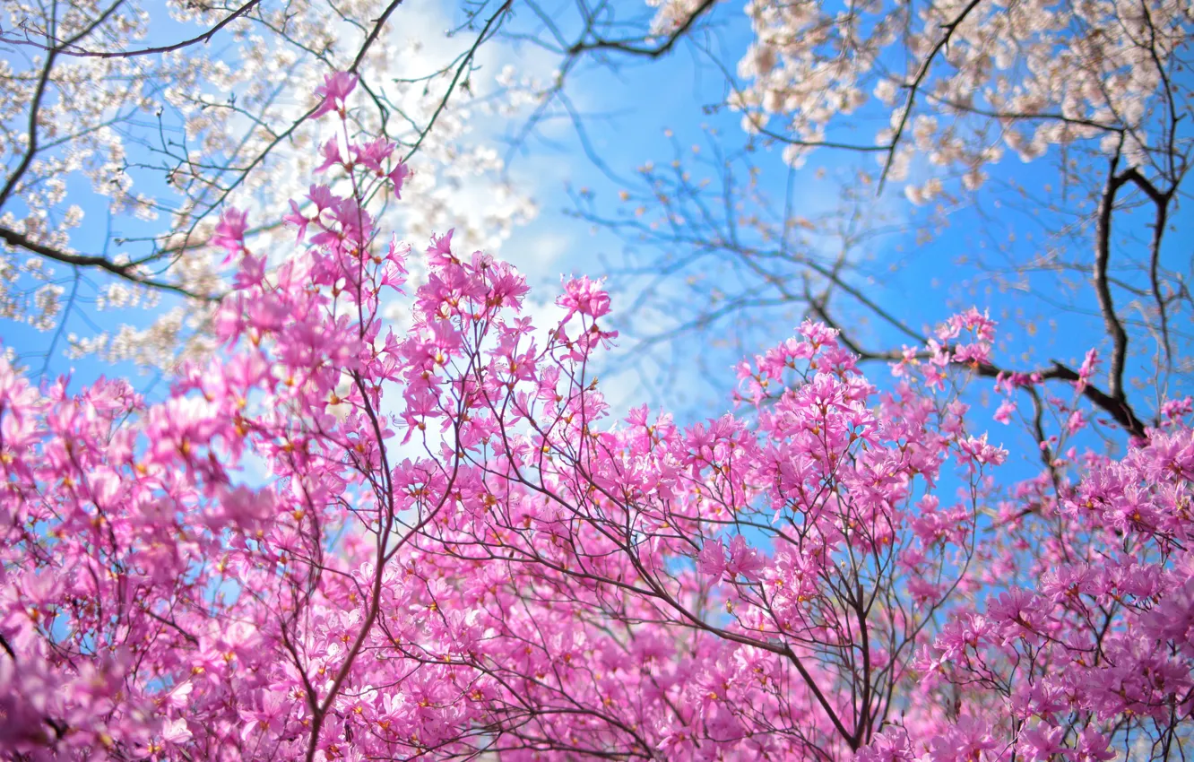 Фото обои небо, деревья, цветы, весна, сад