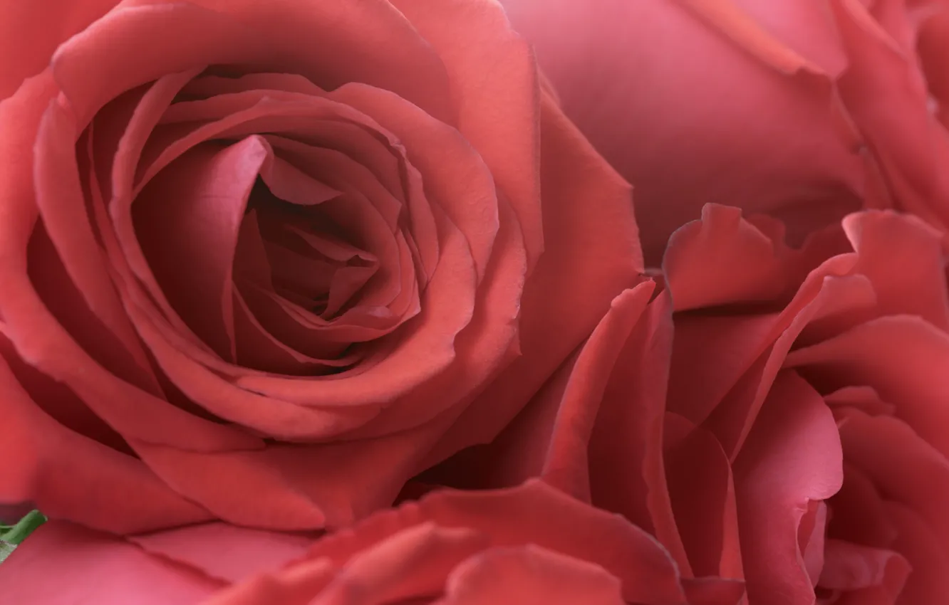 Фото обои красные, red, rose, букет роз, floral