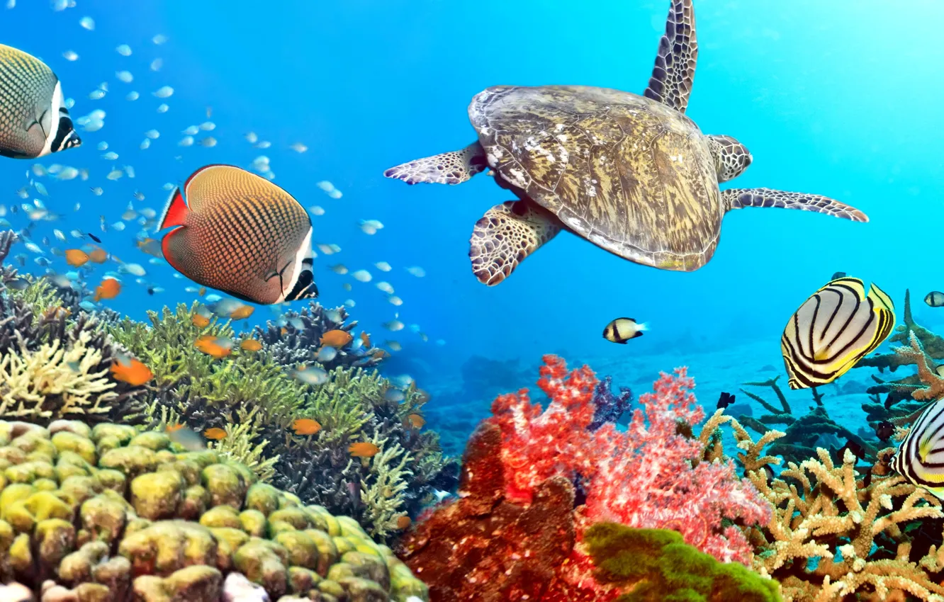 Фото обои рыбки, океан, черепаха, подводный мир, underwater, ocean, fishes, tropical