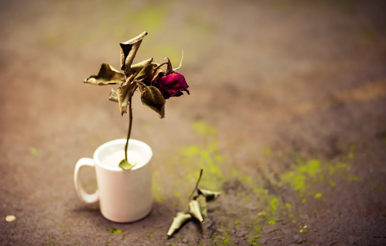Фото обои цветок, роза, чашка