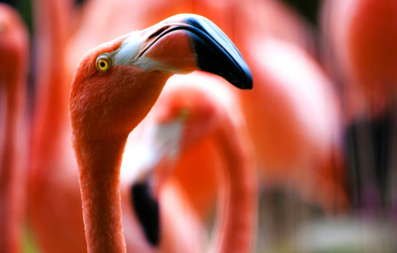 Фото обои глаз, птица, клюв, фламинго