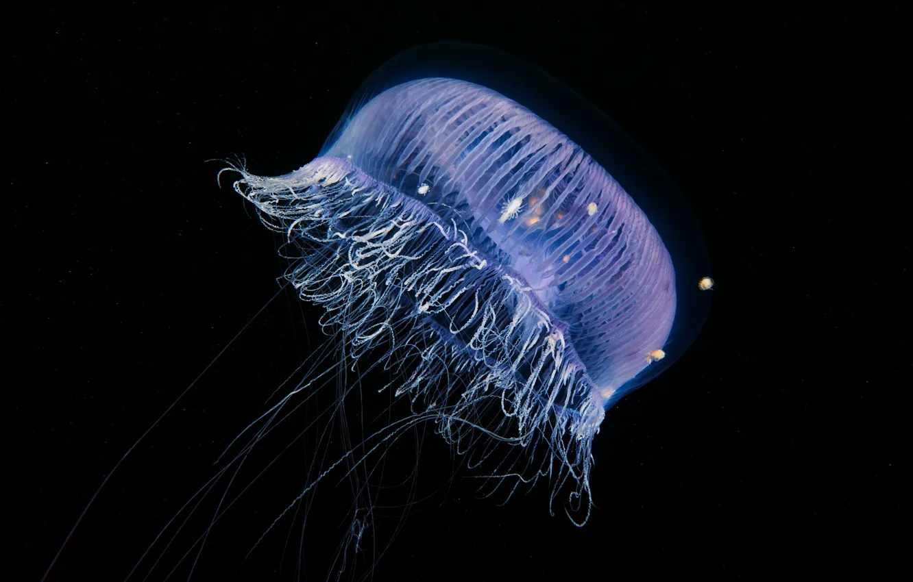 Фото обои море, вода, макро, медуза, волоски, прозрачная, щупальца, черный фон