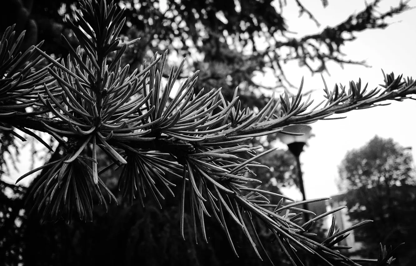 Фото обои white, black, tree, fir tree