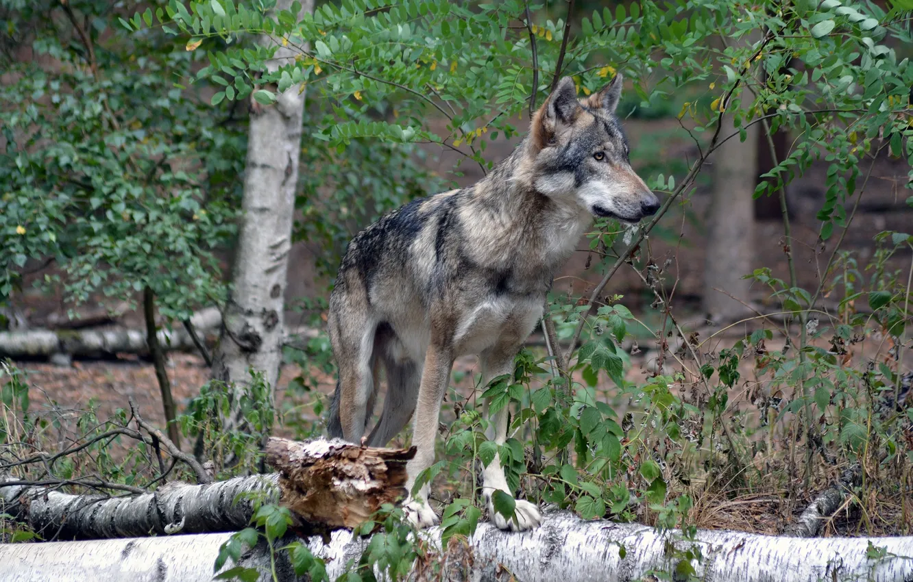 Фото обои fantasy, nature, art, snow, predator, face, animal, wolf