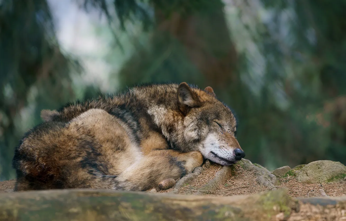 Фото обои nature, face, animal, wolf, wildlife, head, fur, mammal