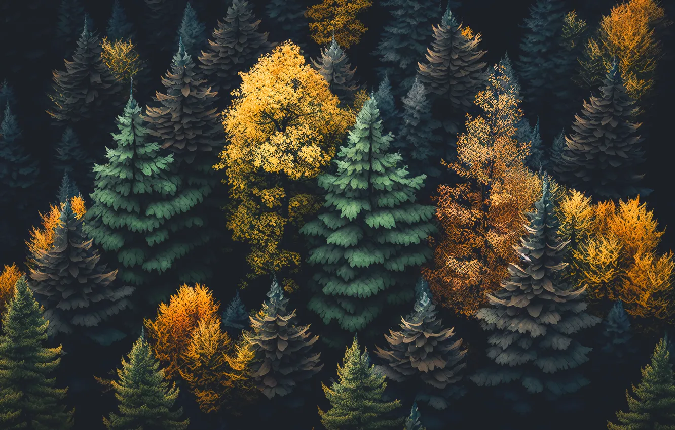 Фото обои осень, лес, пейзаж, colorful, dark, forest, trees, landscape