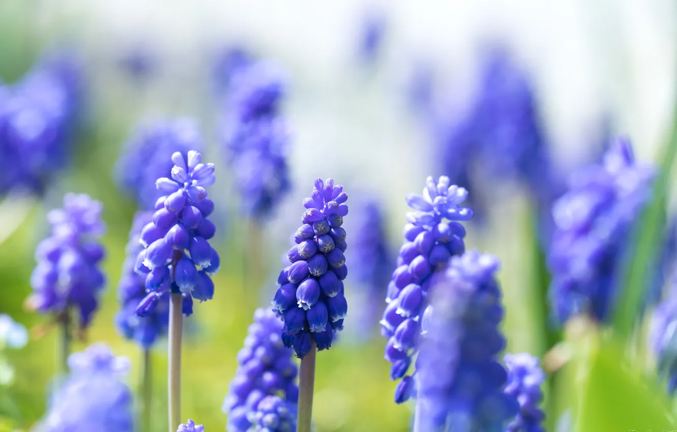 Фото обои цветы, весна, размытость