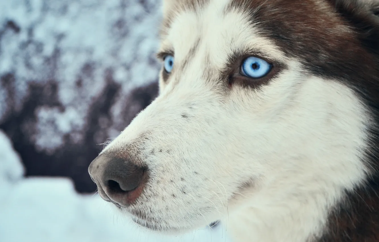 Фото обои холод, зима, животные, глаза, снег, путешествия, собака, голубые глаза