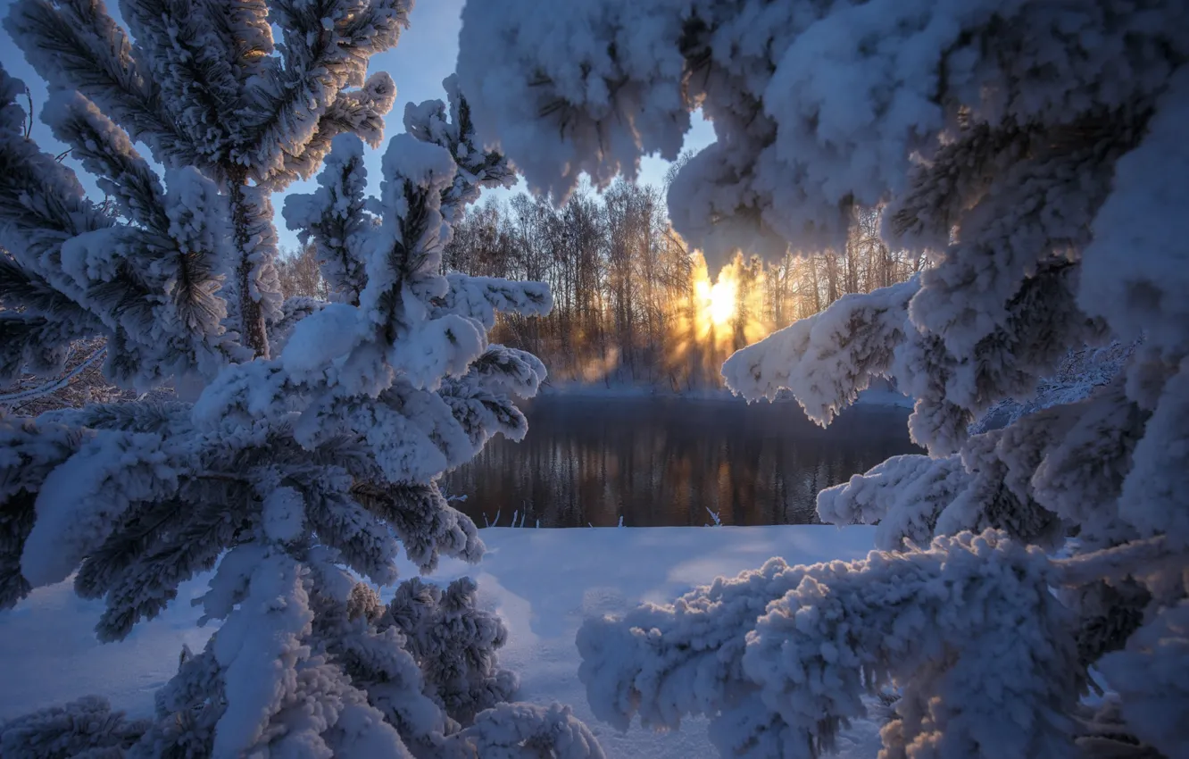 Фото обои зима, солнце, снег, река, елка, Алтай
