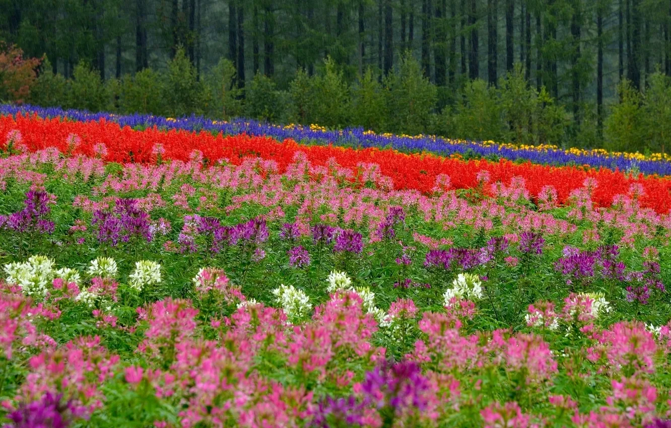 Фото обои поле, лес, цветы, Япония, Хоккайдо, луг, Japan, боке