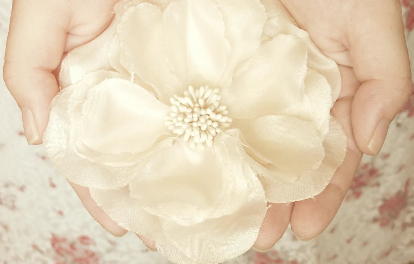Фото обои белый, цветок, украшение