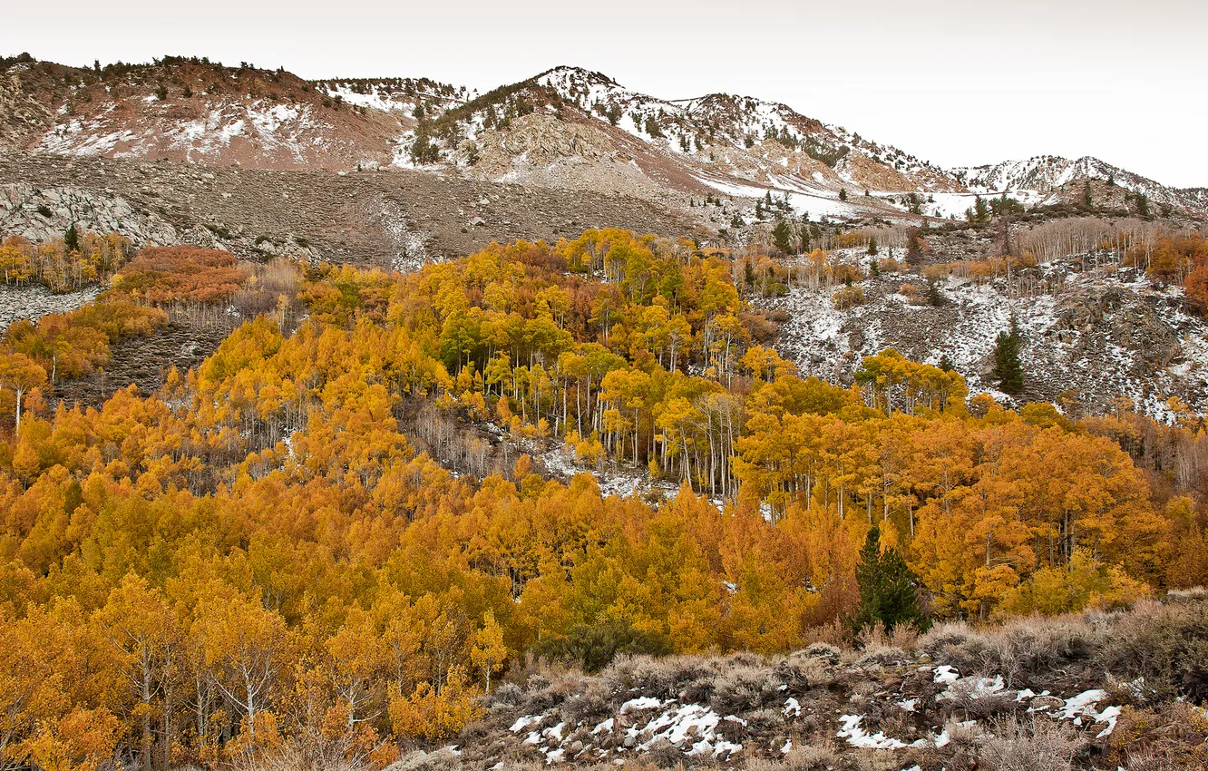 Фото обои осень, деревья, горы, склон