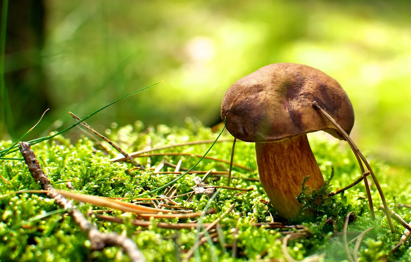 Фото обои осень, макро, иголки, гриб, мох, ярко, боке