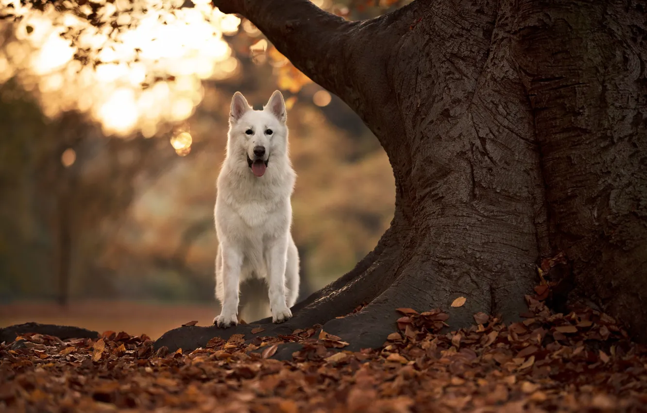 Фото обои осень, дерево, собака, боке, опавшие листья, Белая швейцарская овчарка