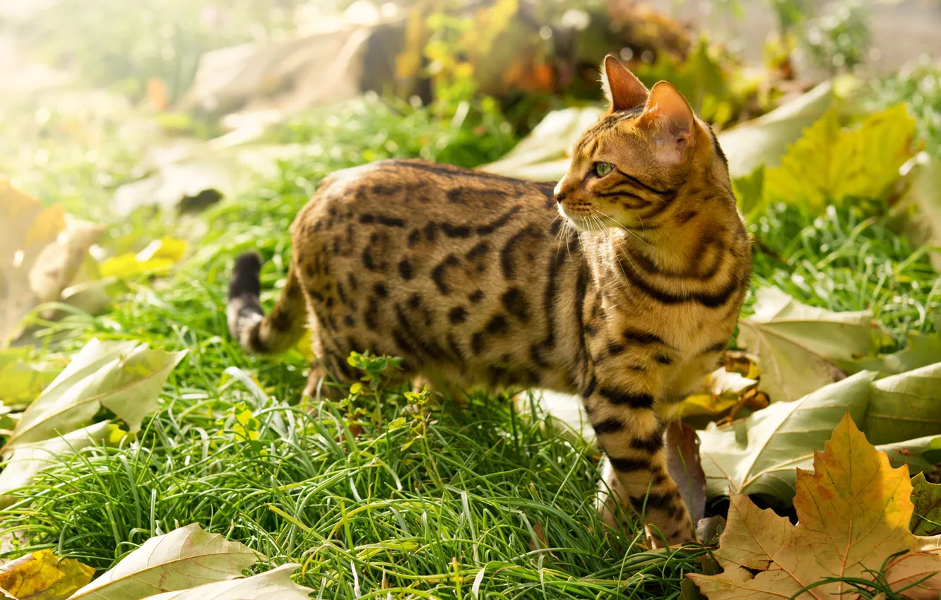 Фото обои в траве, листья клёна, бенгальский кот