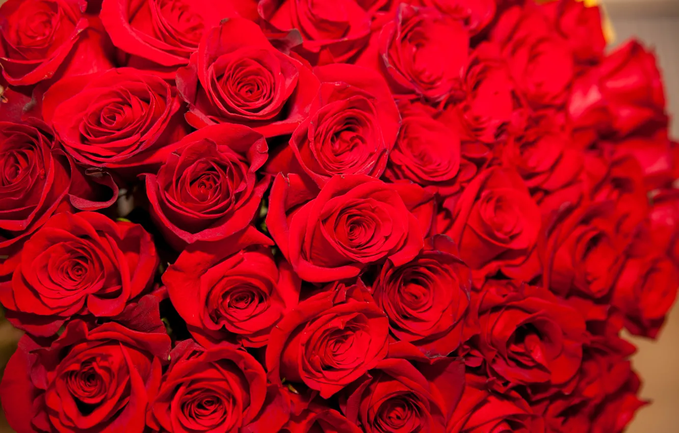 Фото обои розы, букет, красные, свежие