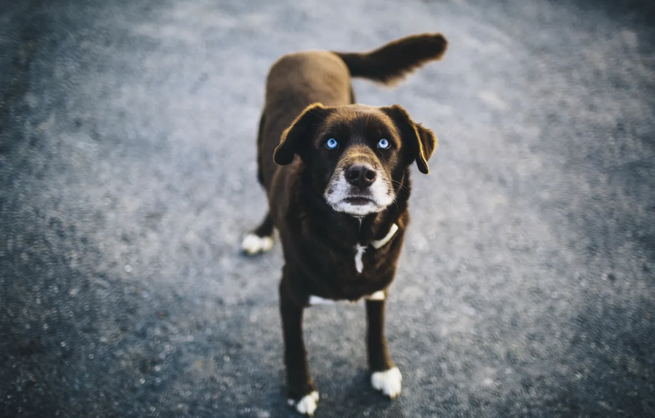 Фото обои взгляд, собака, голубые глаза, blue, dog, боке