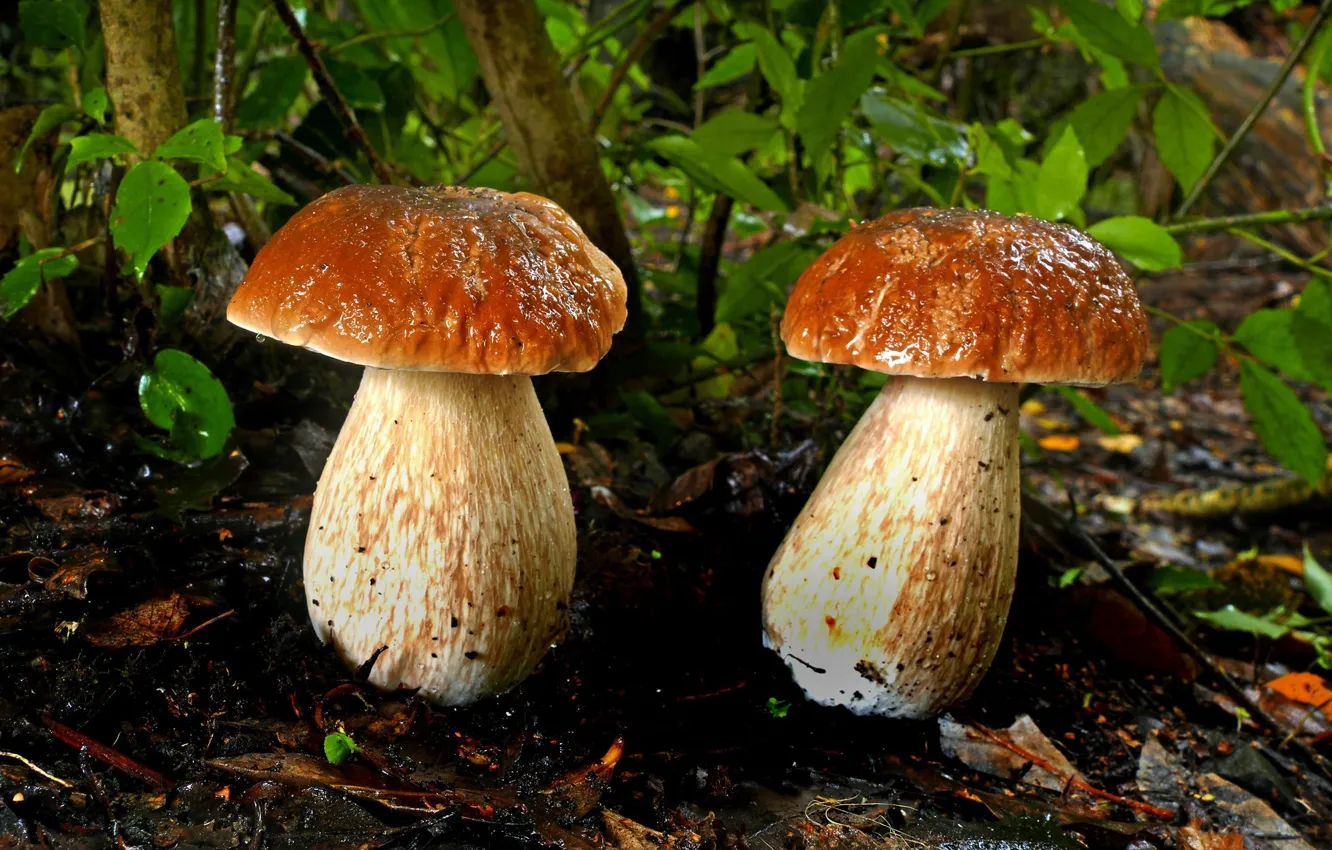 Фото обои грибы, пара, парочка