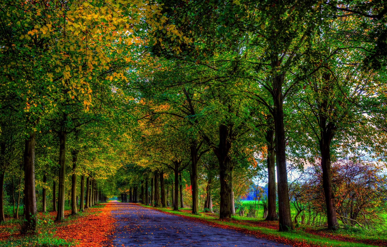 Фото обои дорога, осень, лес, листья, деревья, природа, colors, colorful