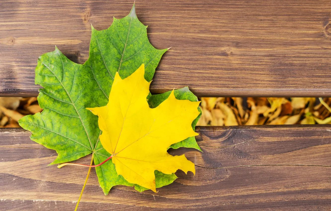 Фото обои осень, листья, дерево, colorful, клен, wood, autumn, leaves