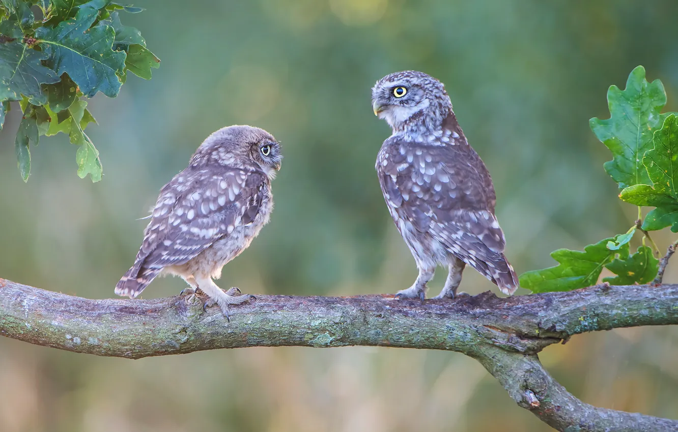 Фото обои ветки, фон, сова, птица, две, парочка, сыч, две птицы