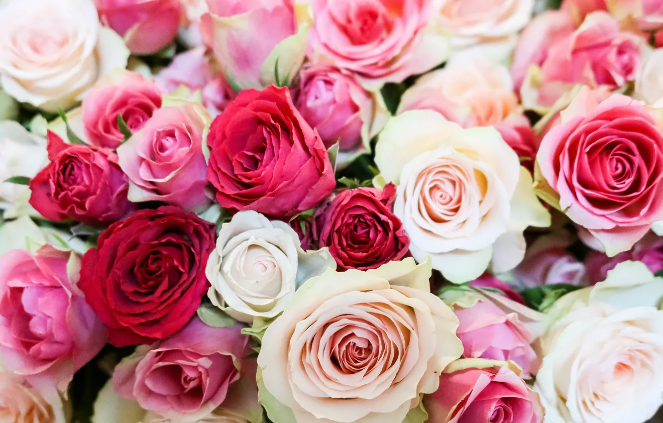 Фото обои цветы, розы, букет, розовые, белые, бутоны, Yarovoy Aleksandr