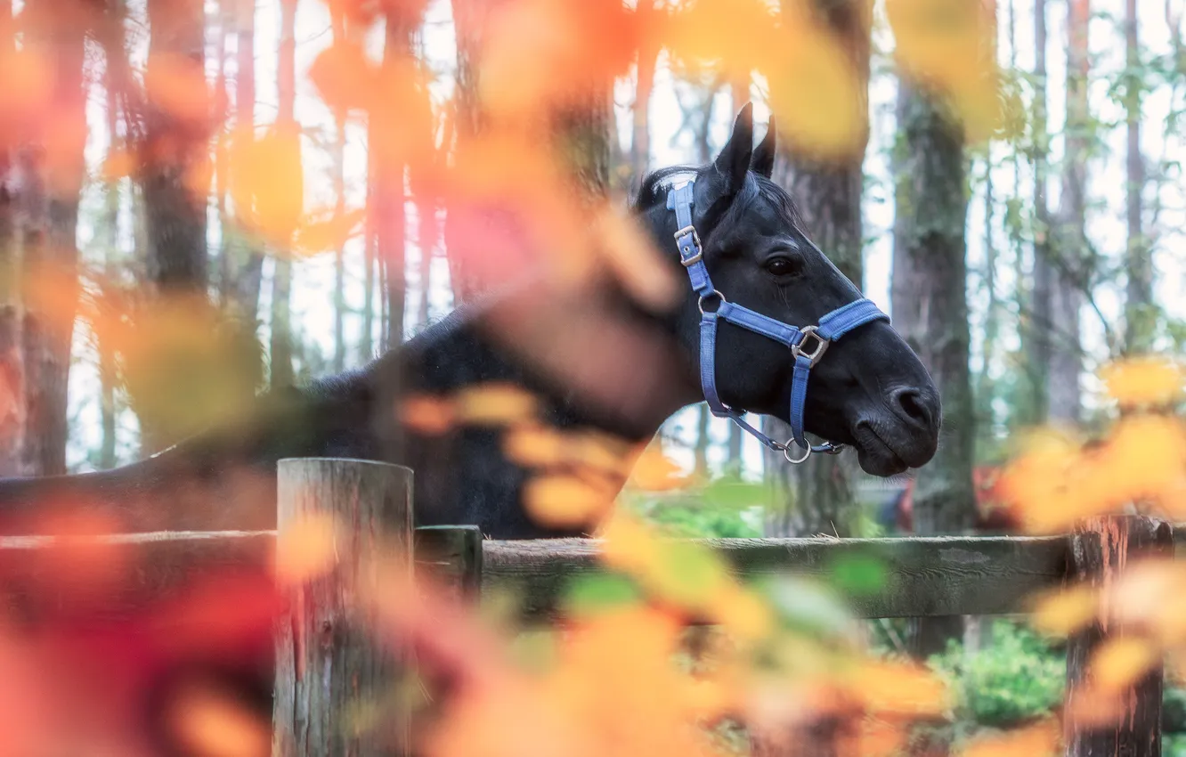 Фото обои blue, autumn, horse, harness