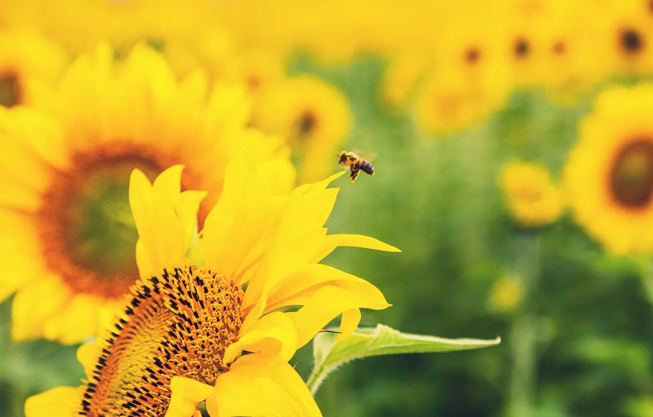 Фото обои зелень, цветок, цветы, природа, пчела, подсолнух, желтые, размытость