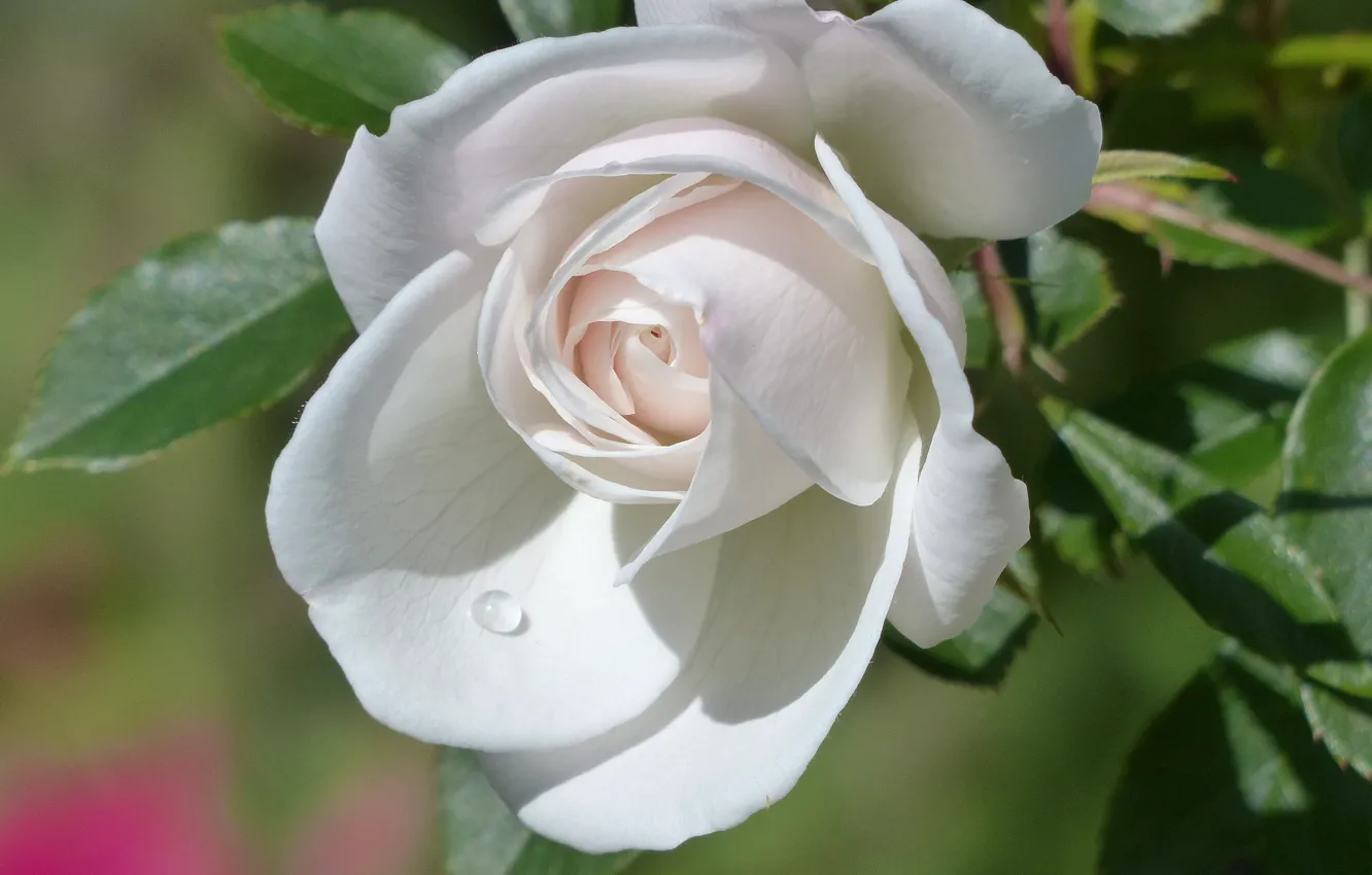 Фото обои роза, капля, лепестки, бутон, белая роза