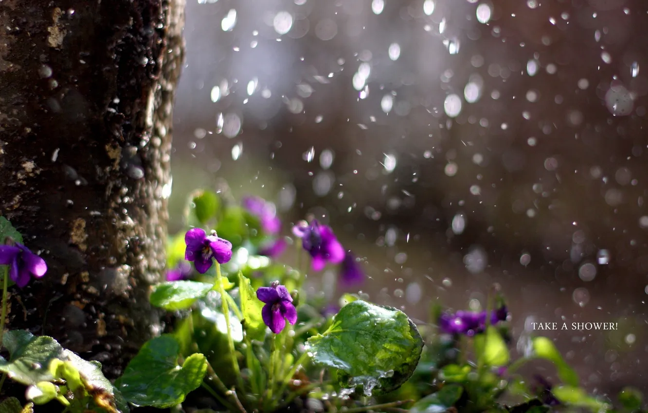 Фото обои цветы, природа, дождь