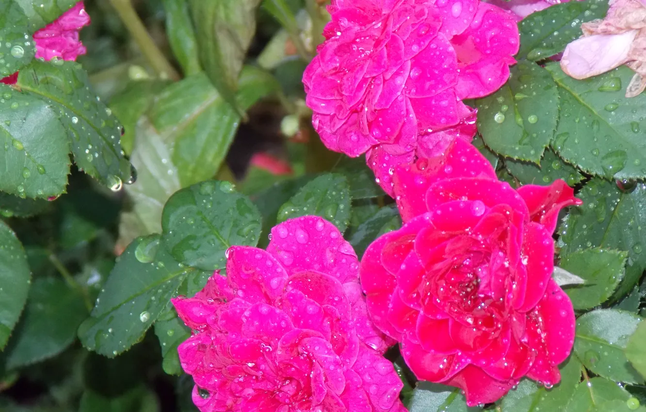 Фото обои rose, nature, flowers