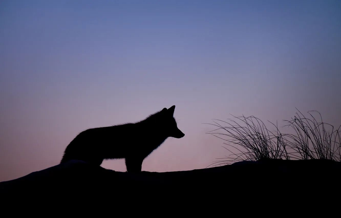 Фото обои twilight, fox, hill, dusk, silhouette
