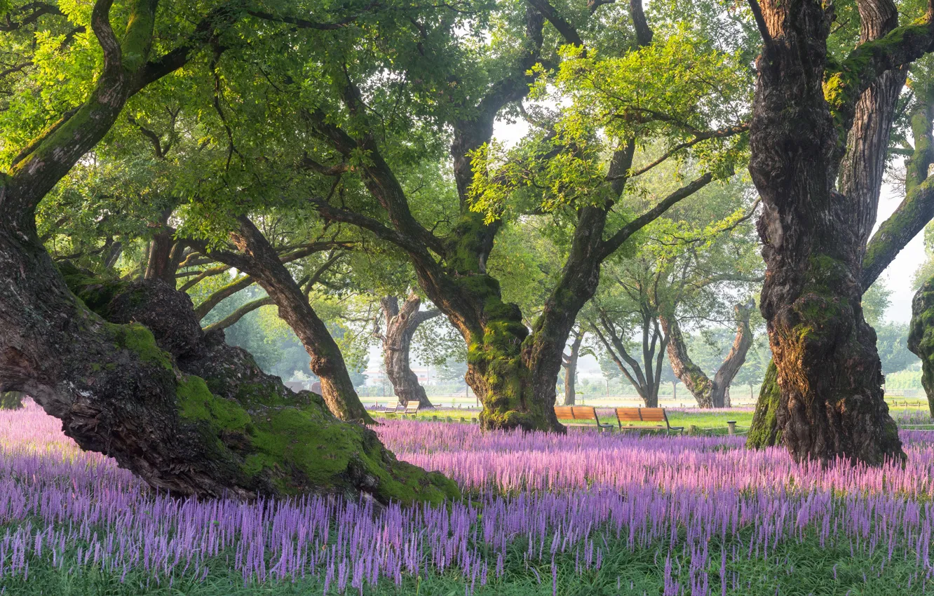 Фото обои деревья, пейзаж, природа, парк, растительность, скамейки, цветение, Южная Корея