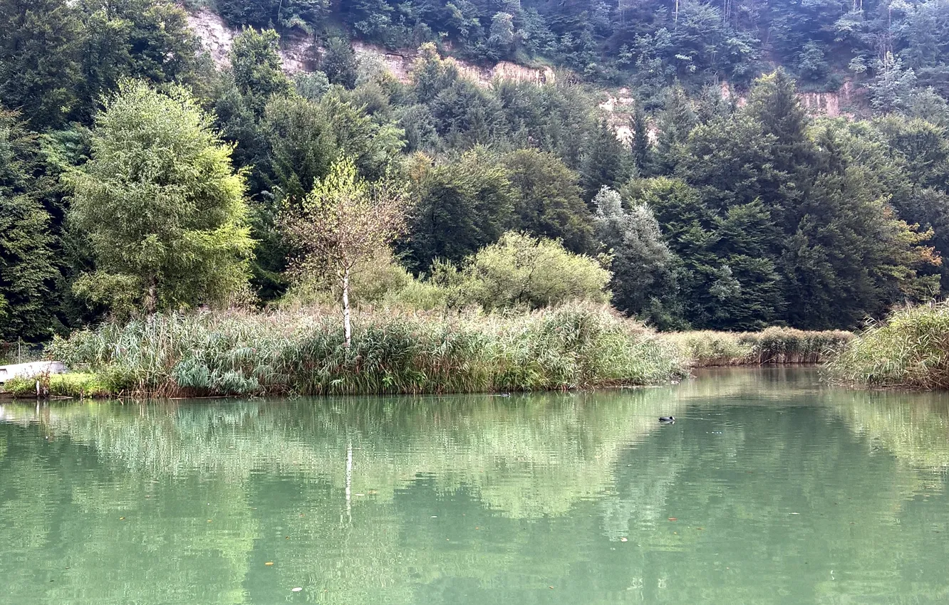 Фото обои green, summer, trees, water, lake, switzerland, fribourg, reeds