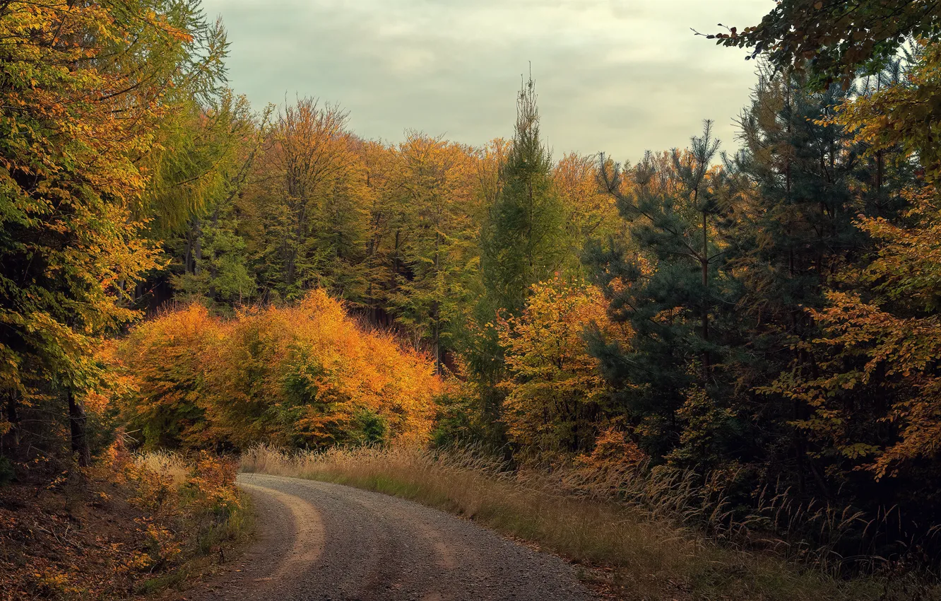 Фото обои дорога, осень, лес, небо, деревья, ветви, поворот, ели