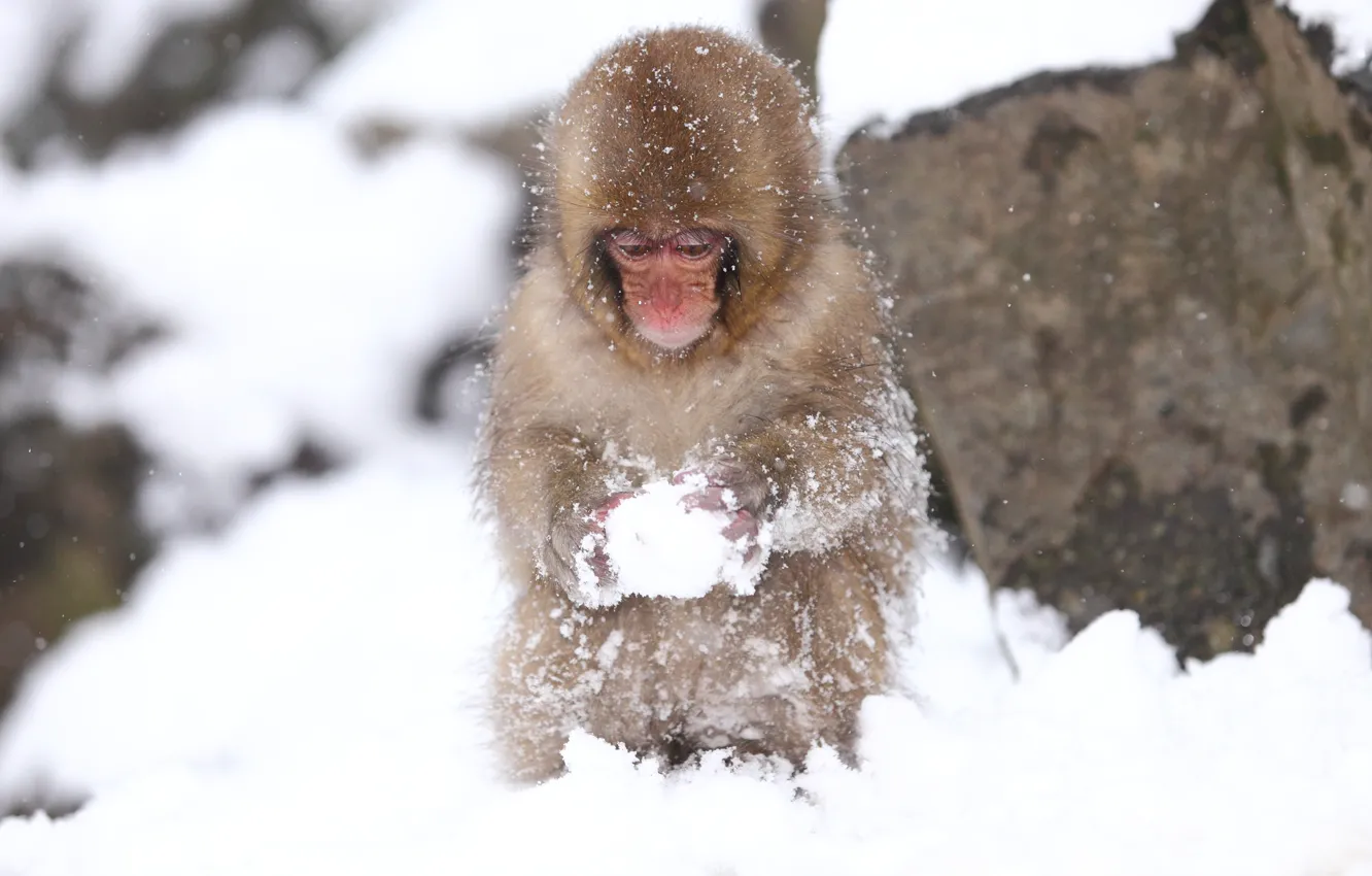 Фото обои холод, макро, снег, обезьяна