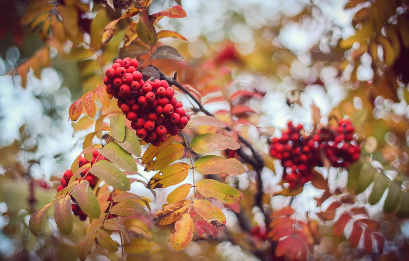 Фото обои осень, листья, ягоды, размытие, рябина, боке