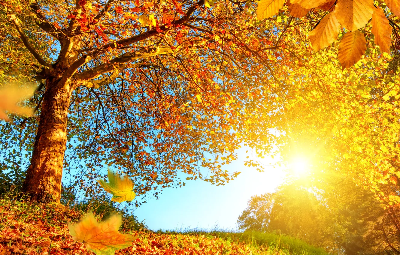 Фото обои осень, лес, листья, солнце, деревья, ветки, желтые, опушка