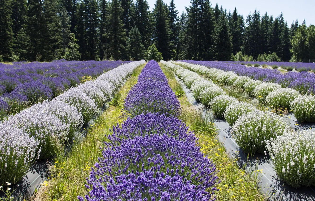 Фото обои поле, ряд, лаванда