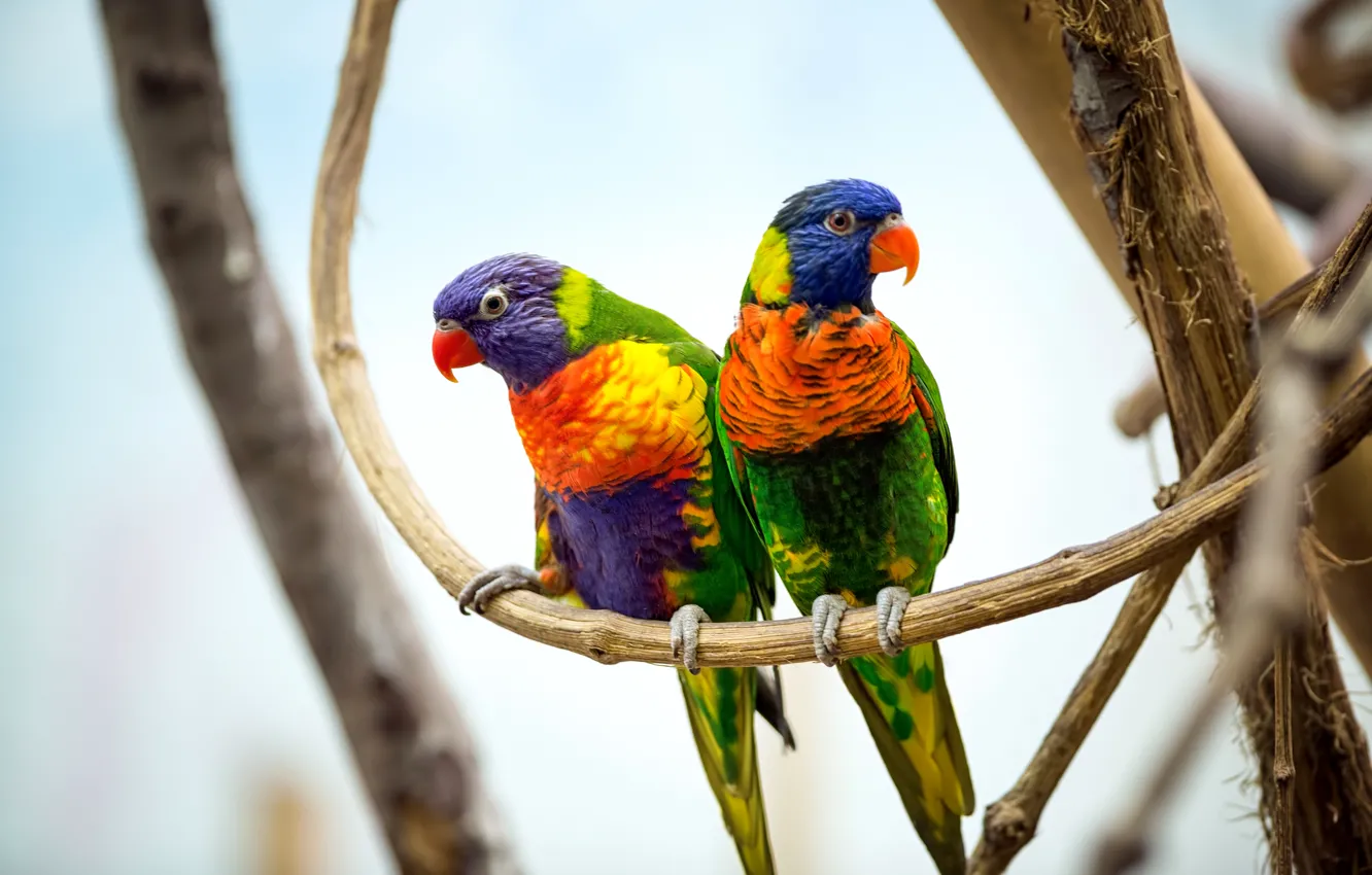 Фото обои птицы, ветки, пара, попугаи, разноцветные, боке, многоцветный лорикет
