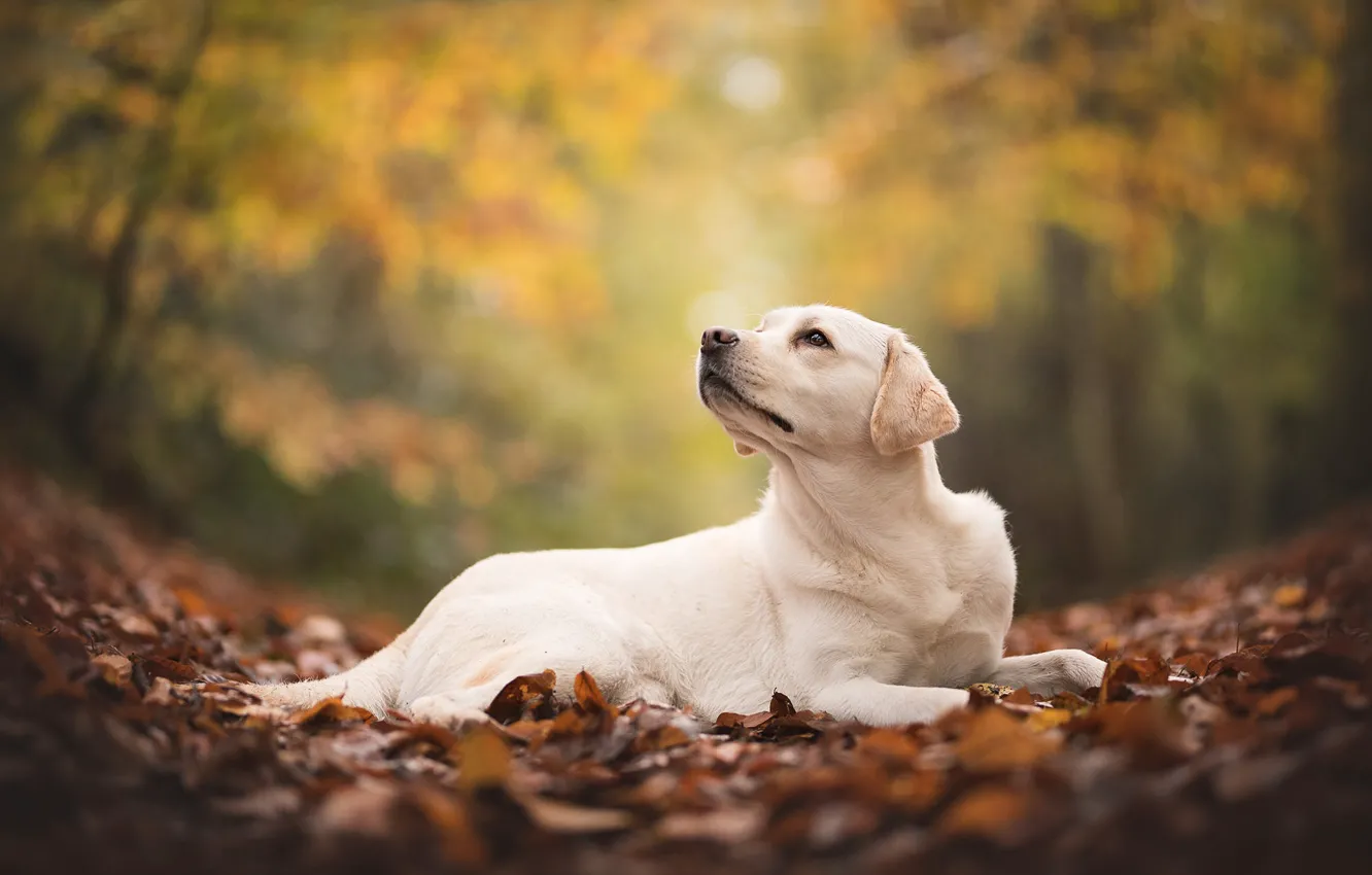 Фото обои осень, листва, собака, лабрадор, ретривер