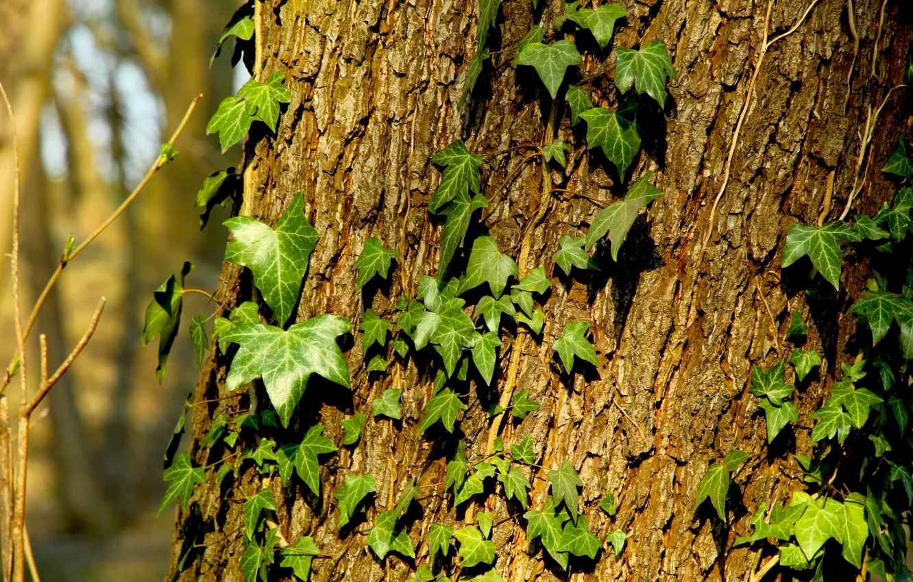 Фото обои green, Ivy, tree, leafs, plant