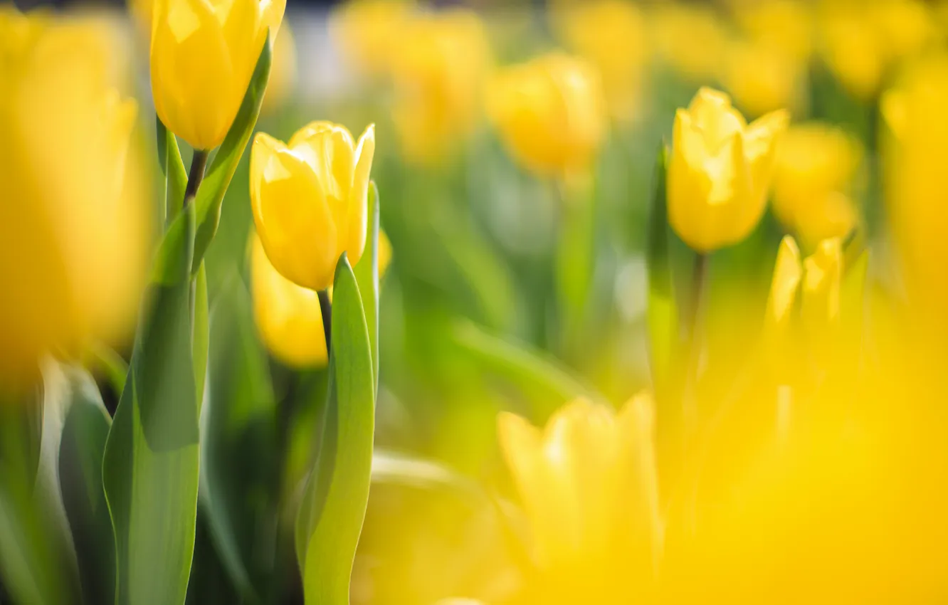 Фото обои фокус, желтые, тюльпаны, солнечно