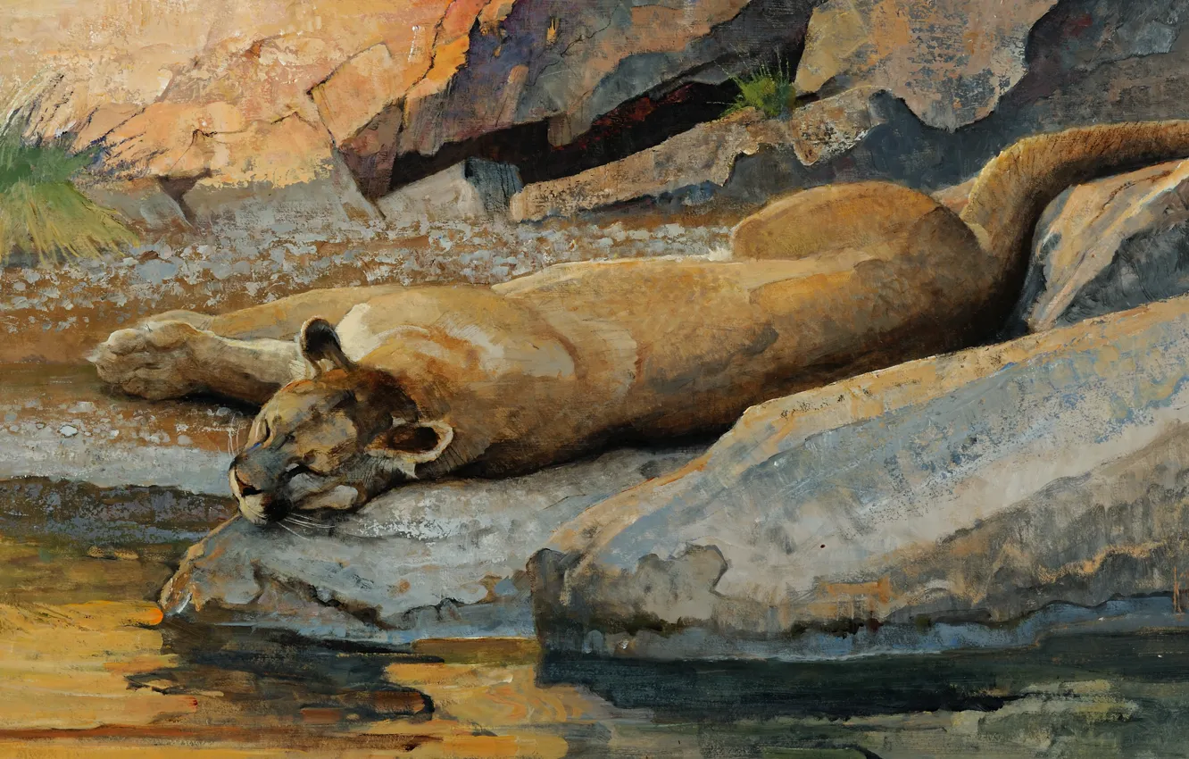 Фото обои кошка, вода, ручей, камни, отдых, сон, хищник, картина