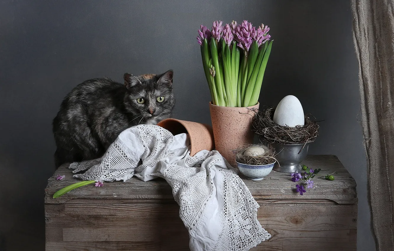 Фото обои кошка, кот, доски, яйцо, яйца, букет, весна, Пасха