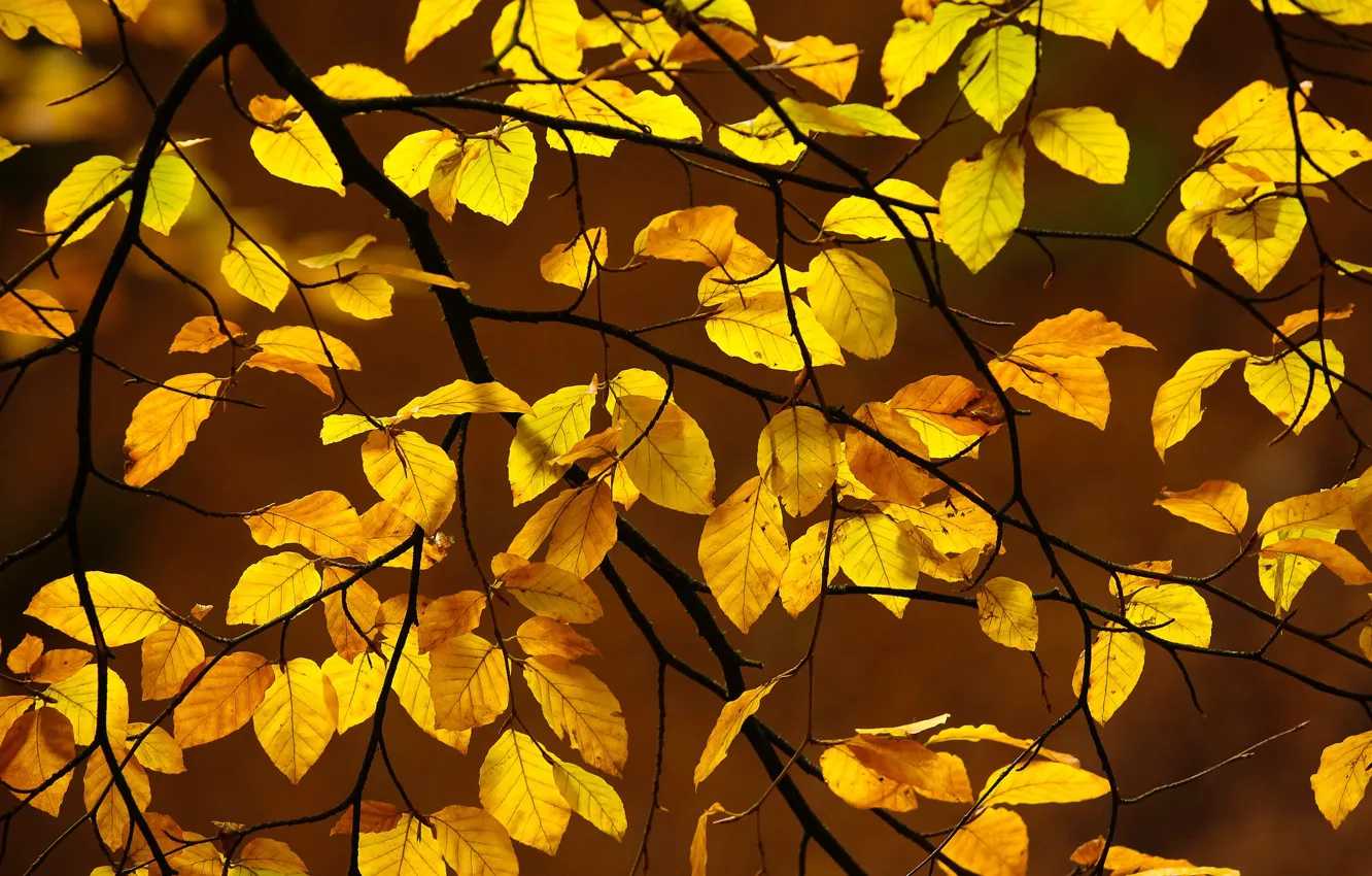 Фото обои autumn, leaves, branches, fall, foliage