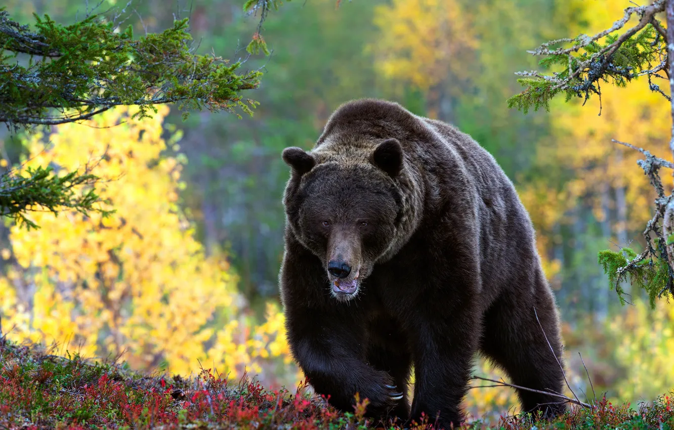 Фото обои лес, взгляд, медведь, прогулка, бурый